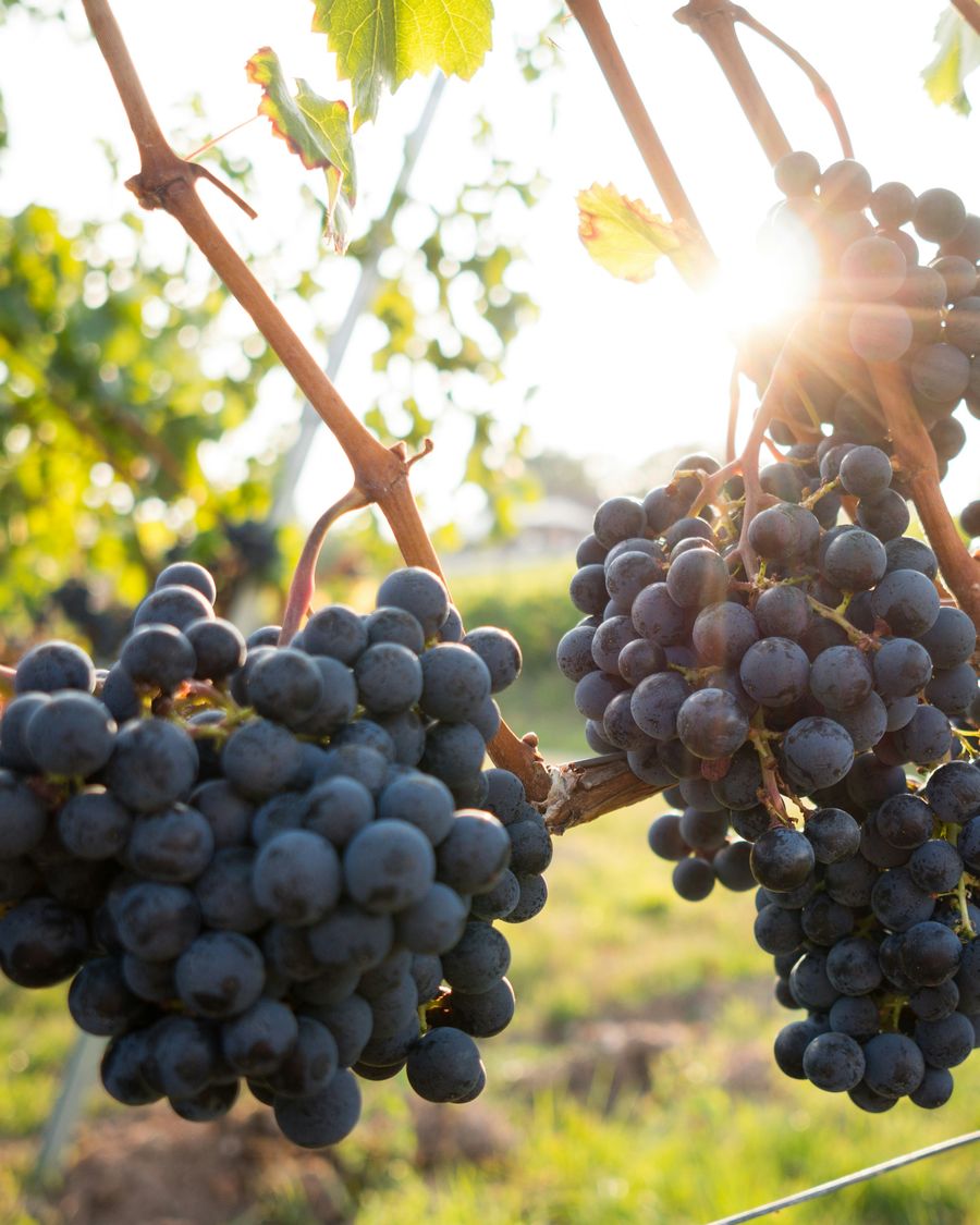 Cachos de uvas tintas na videira, em contraluz